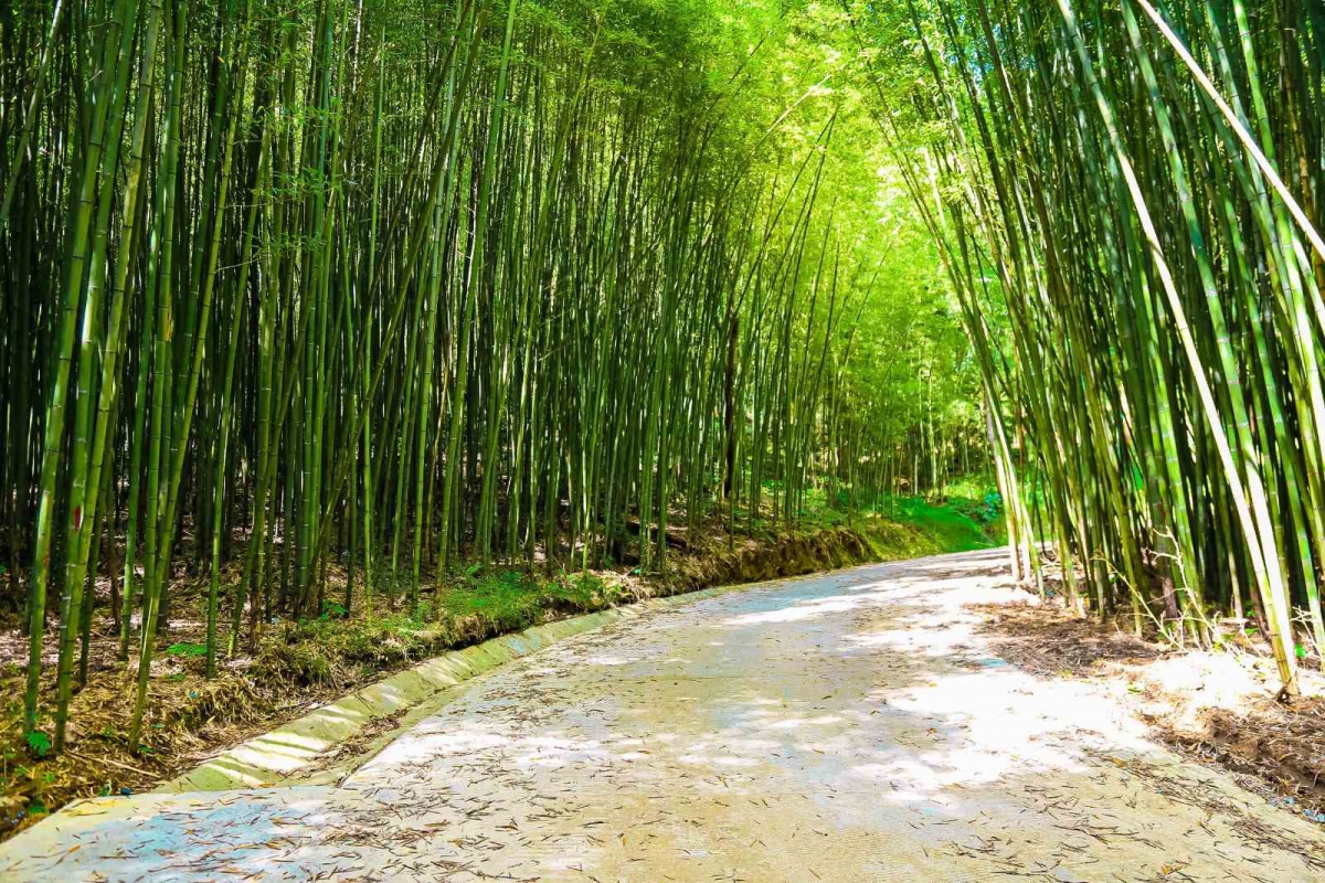 Thăm rừng trúc sào ở độ cao ngàn mét ở Nguyên Bình, Cao Bằng