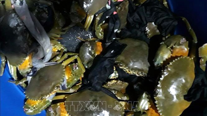 Nông dân Trà Vinh nuôi cua biển mang lại lợi nhuận cao