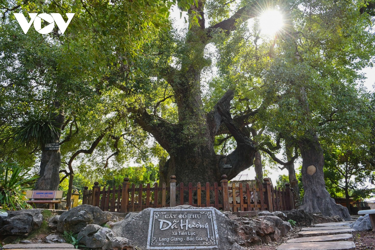 Cận cảnh cây Dã Hương nghìn năm tuổi, thu hút khách du lịch ở Bắc ...