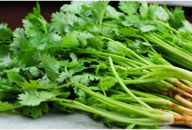 Uống nước rau mùi thường xuyên lợi ích không ngờ