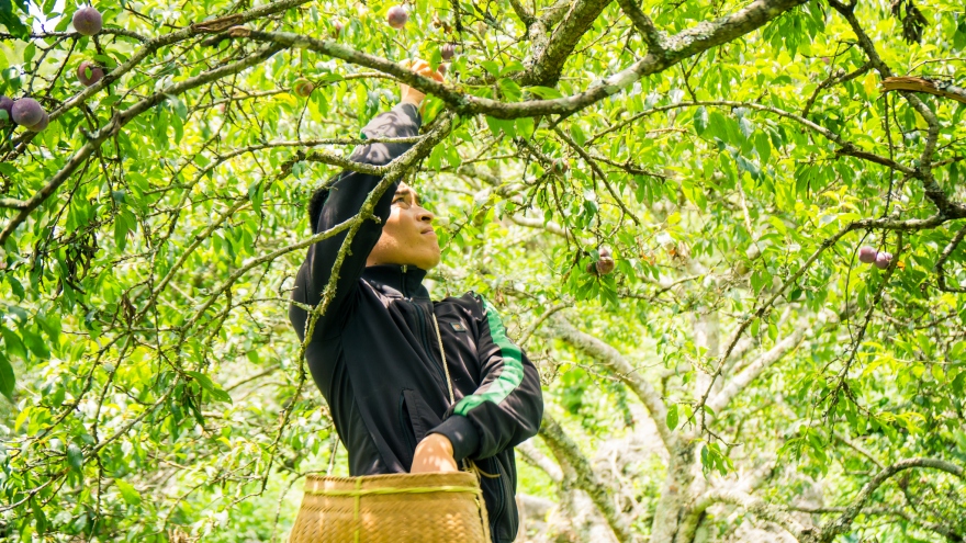 Mùa mận ở Mộc Châu