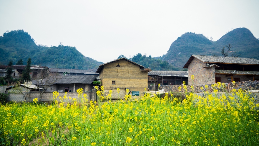 Những mùa hoa trên cao nguyên đá Hà Giang