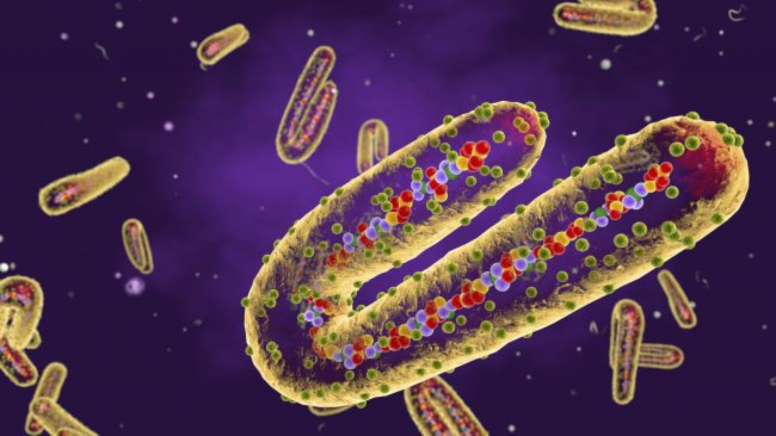 Điểm danh những virus đáng sợ trên Trái Đất 