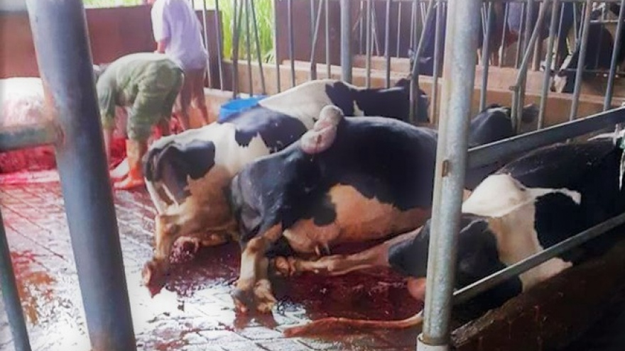 Sét đánh khiến 9 con bò sữa chết gục trong chuồng