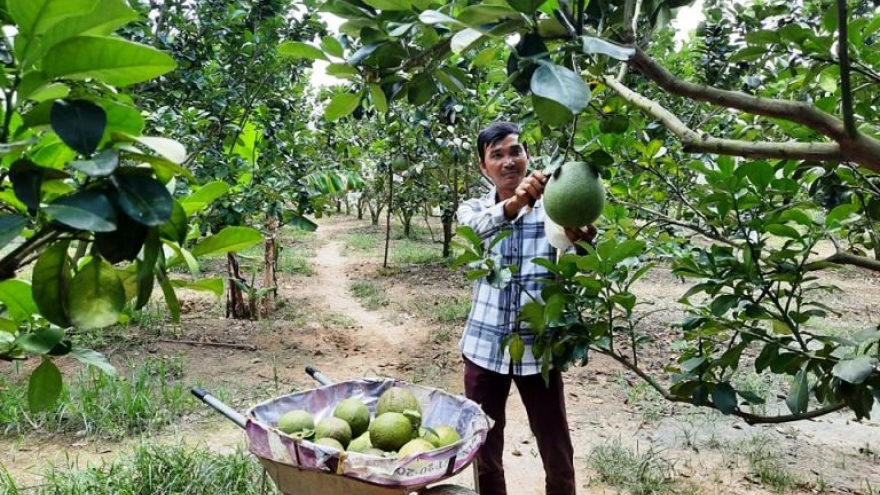 Bưởi da xanh rớt giá sâu, người trồng thiệt hại hàng tỷ đồng