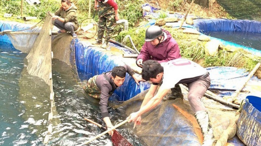 Sa Pa còn khoảng 100 tấn cá nước lạnh "bí" đầu ra