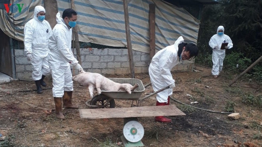 Lại xuất hiện ổ dịch tả lợn châu Phi ở Bắc Kạn