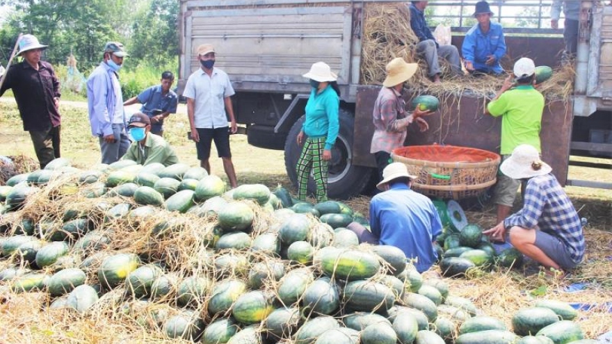 Mùa dịch Covid-19, nông dân Quảng Nam phấn khởi nhờ bội thu dưa hấu