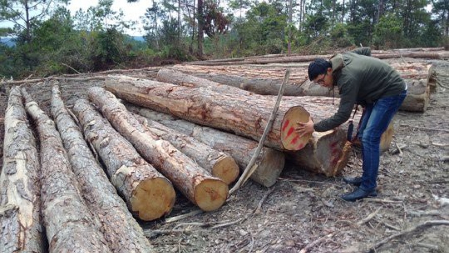 Kon Tum thành lập đoàn kiểm tra thông tin có phá rừng quy mô lớn