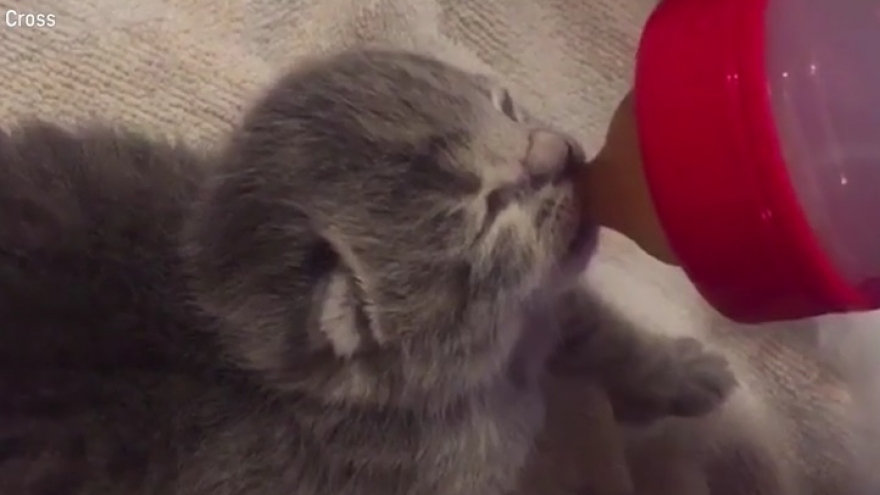 Video: Chú mèo sơ sinh bé xíu và dễ thương bú sữa sau khi được cứu hộ