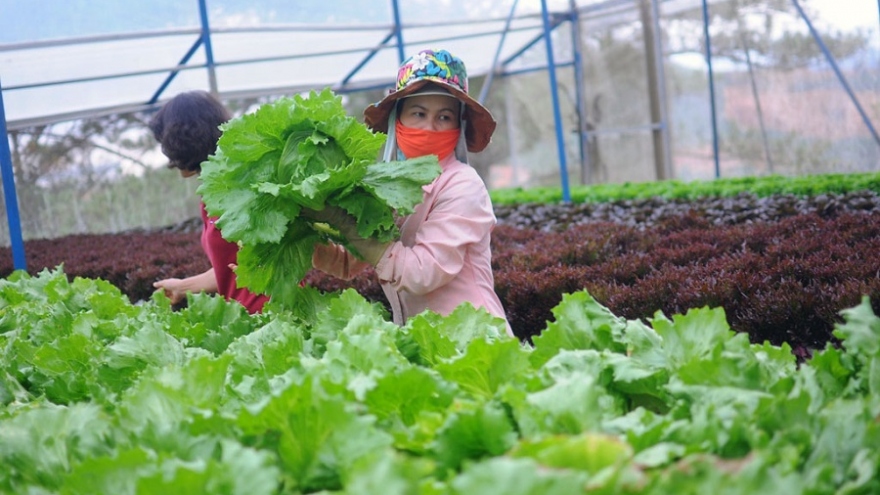Sản xuất liên kết theo chuỗi, nông sản Lâm Đồng nhẹ nhàng ứng phó dịch Covid-19