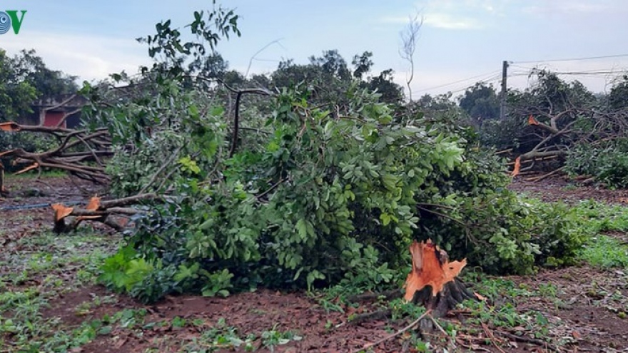 Lốc xoáy, mưa đá khiến hàng trăm gốc chôm chôm, sầu riêng ở Đồng Nai gãy đổ 