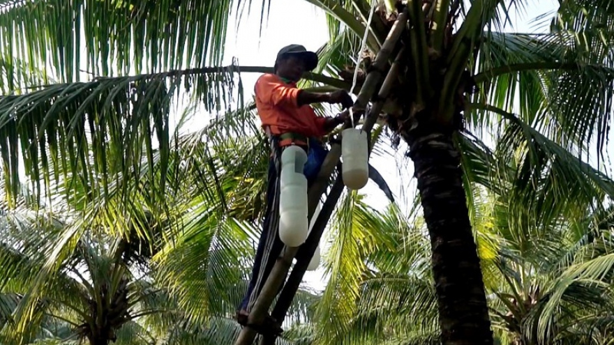 Cô gái Khmer khởi nghiệp từ mật hoa dừa