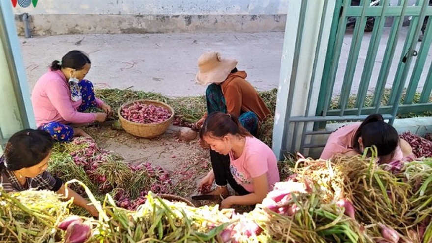 Hành được mùa, được giá giúp nông dân Lý Sơn tăng thu nhập 