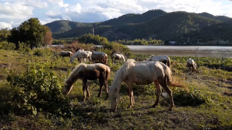 Chàng trai phố núi nuôi ngựa bạch trên 'ốc đảo' giữa dòng sông Ba