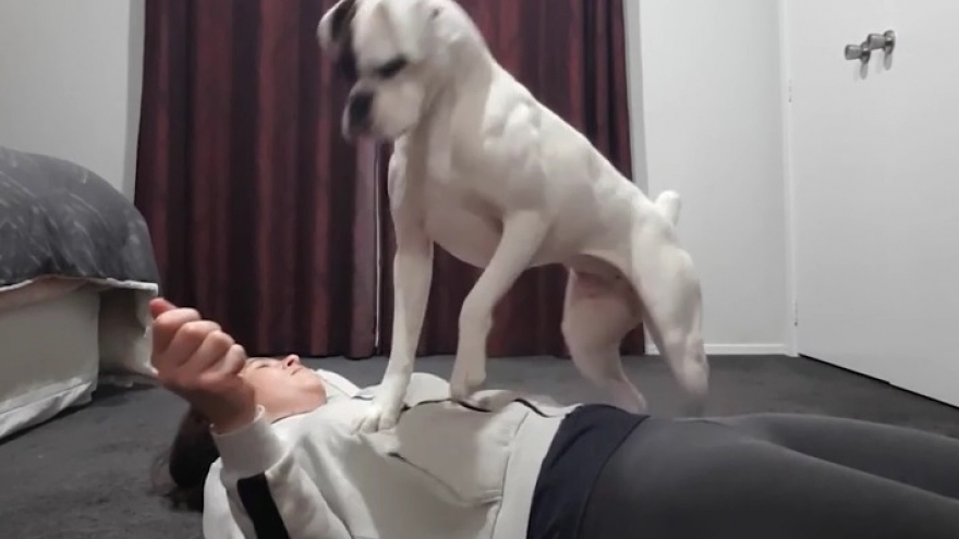 Chó boxer trình diễn kỹ năng hô hấp nhân tạo cho người phụ nữ trẻ