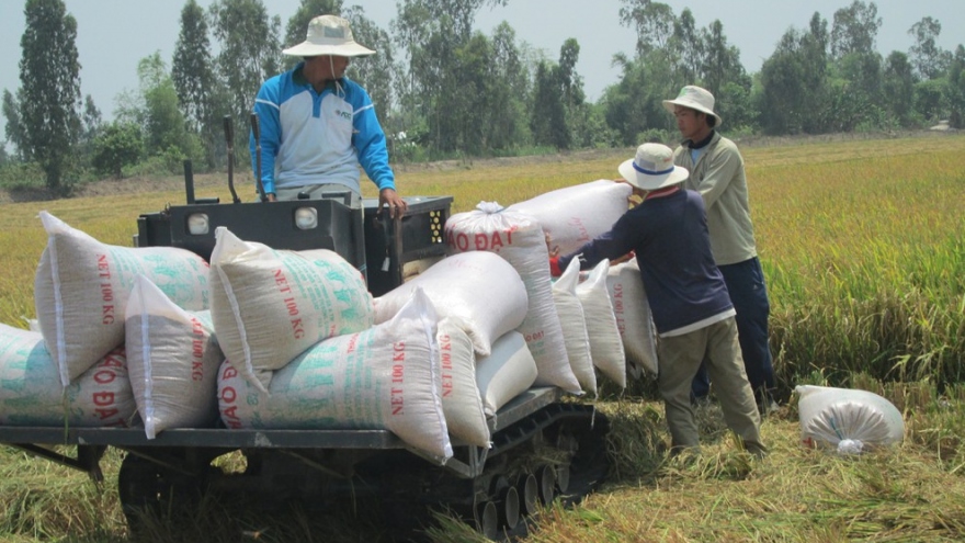 Giá lúa tăng cao, doanh nghiệp ngại thu mua