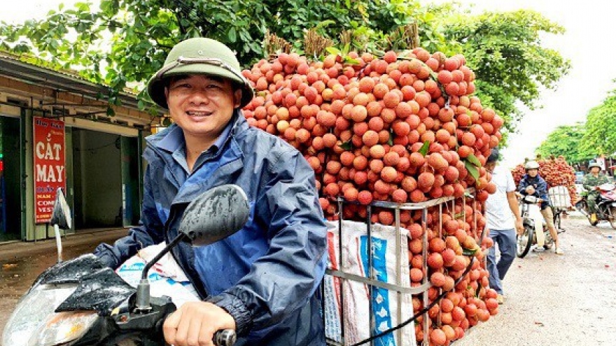 Nông dân mong chờ ngày xuất khẩu vải sang Nhật Bản