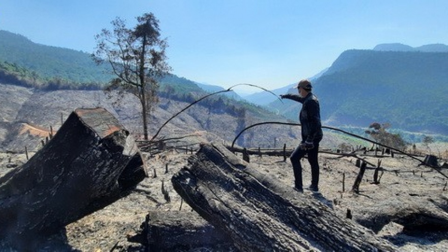 Vụ cháy hơn 32 ha rừng ở Quảng Nam có liên quan đến Giám đốc BQL rừng