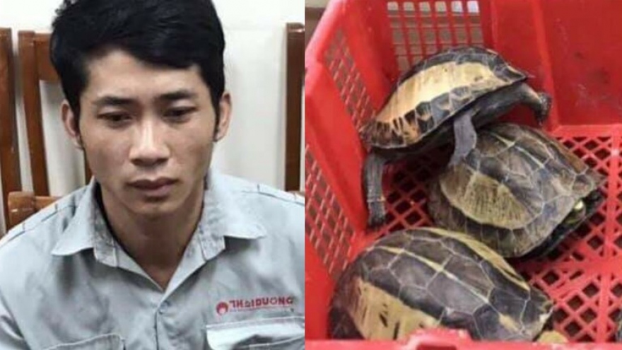 Bắt đối tượng chuyên buôn bán rùa quý hiếm tại Hà Nội
