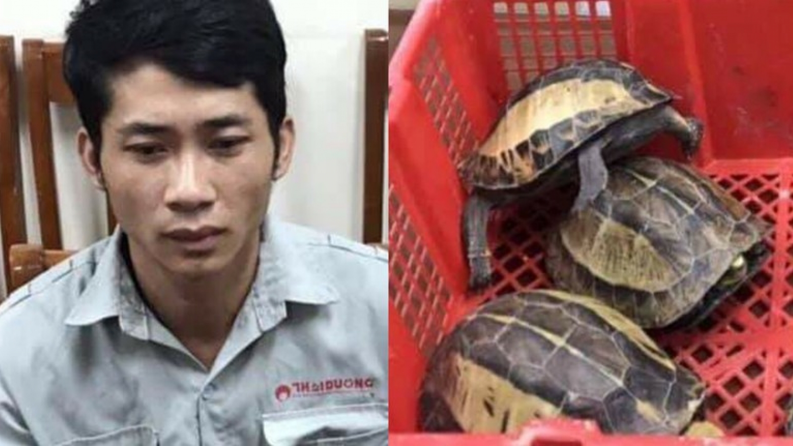 Bắt đối tượng chuyên buôn bán rùa quý hiếm tại Hà Nội