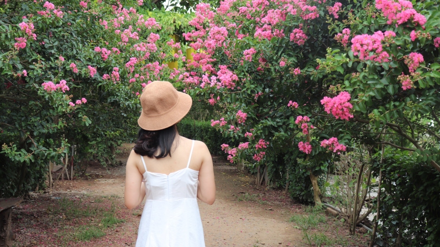 Lạc vào “khu vườn cổ tích” rực rỡ sắc hồng tường vi ở Hà Nội
