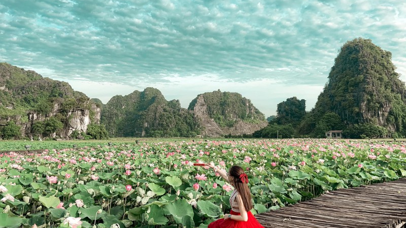 Sen miền Bắc đã tàn, hồ sen Ninh Bình vẫn nở rộ hút khách du lịch