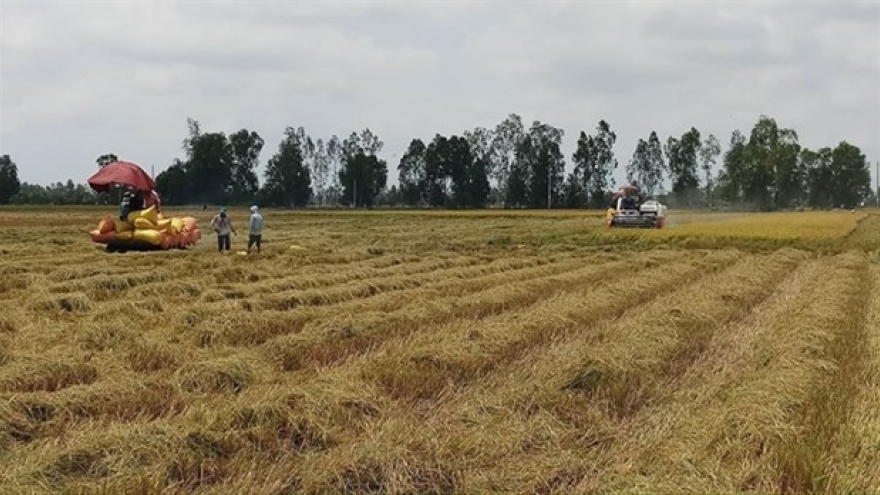 Bac Lieu expands cultivation of world’s best rice varieties