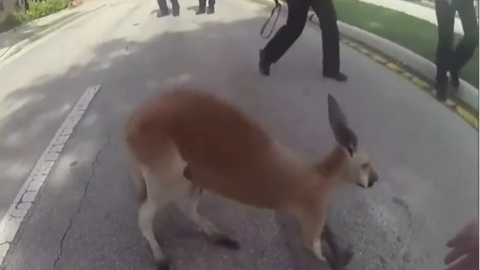 Video: Cảnh sát Mỹ nỗ lực “túm cổ” một chú kangaroo sổng chuồng