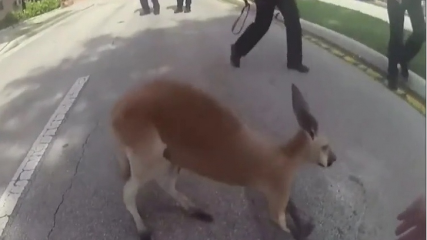 Video: Cảnh sát Mỹ nỗ lực “túm cổ” một chú kangaroo sổng chuồng