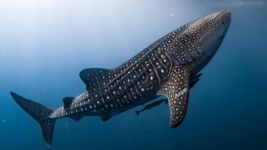 Phát hiện mới về loài cá mập lớn nhất thế giới có “đôi mắt bọc thép”