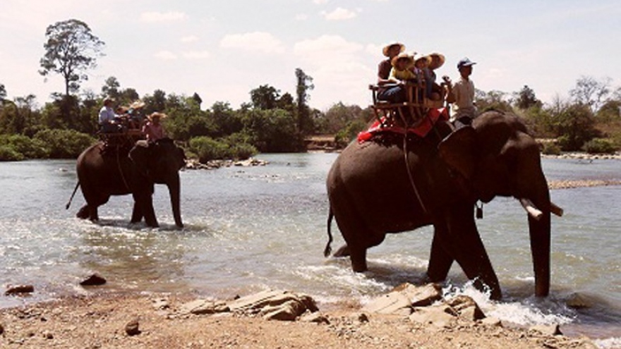 Người mẹ bị gãy xương sườn khi cưỡi voi du lịch tại Đắk Lắk