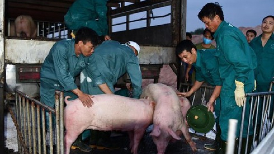 Thailand moves to reduce pork exports to Vietnam