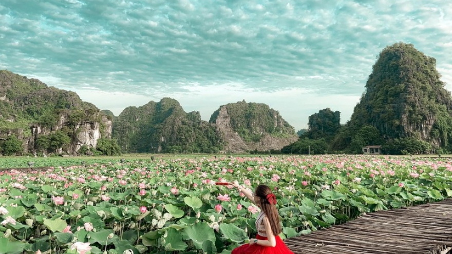 Beautiful lotus ponds in Ninh Binh become hot summer check-in spot