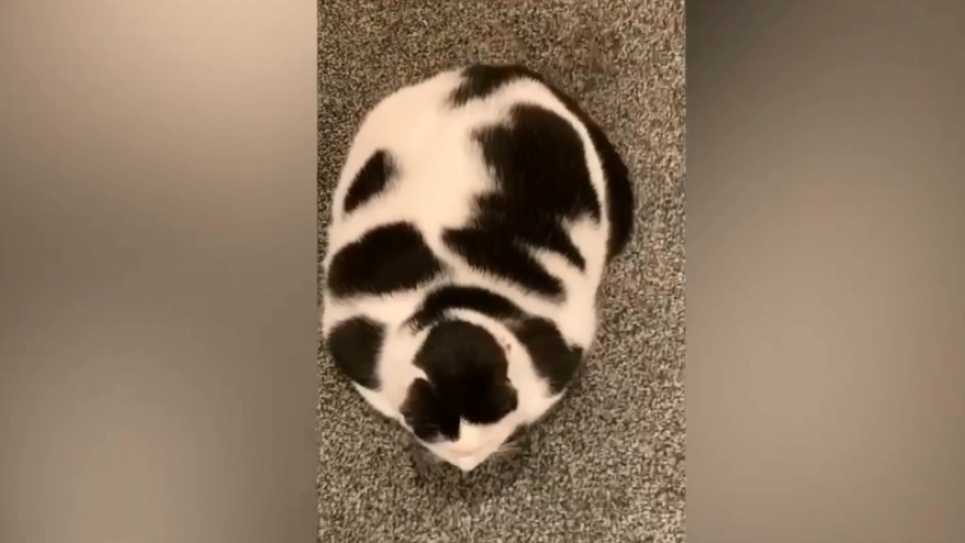 Video: Đáng yêu chú mèo mập trông như “phiên bản mini” của bò sữa