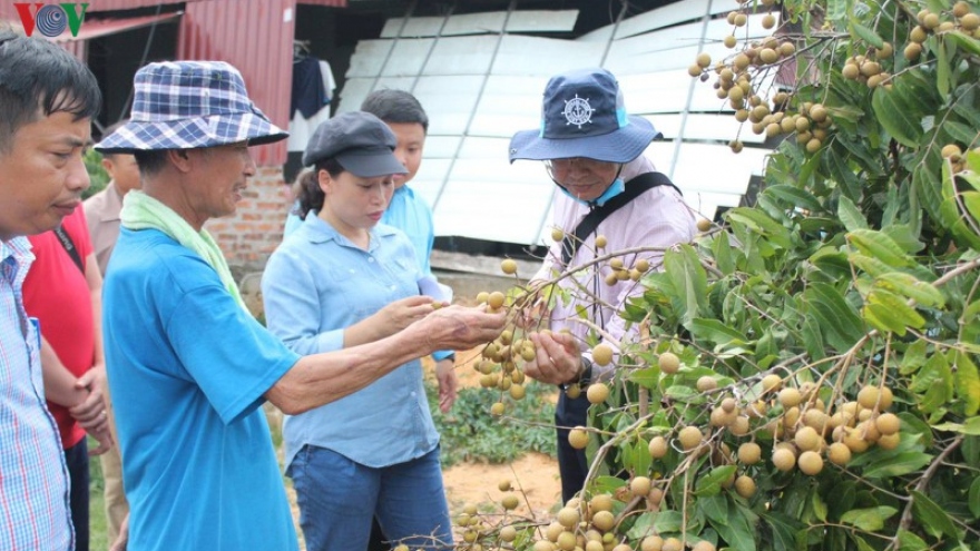 Hải Dương hình thành 4 vùng trồng nhãn xuất khẩu