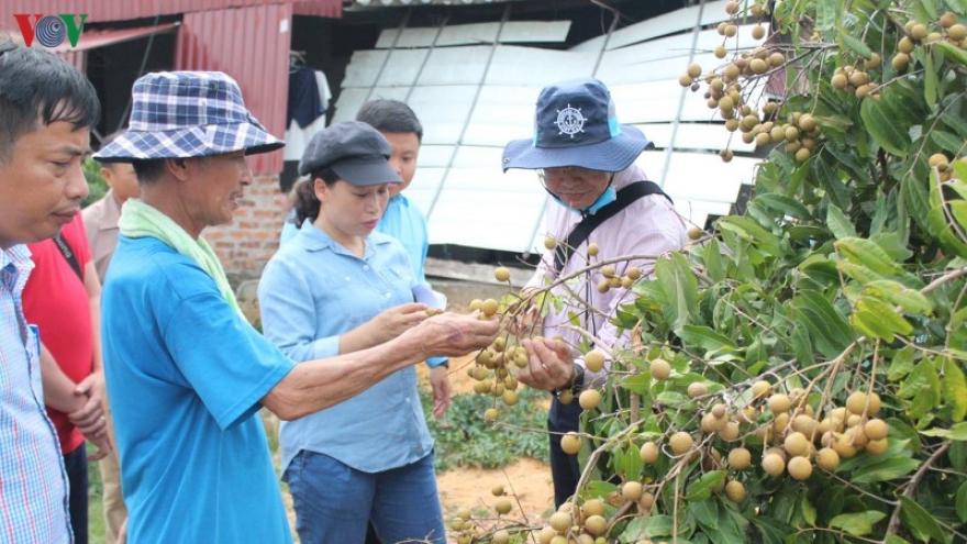 Hải Dương hình thành 4 vùng trồng nhãn xuất khẩu