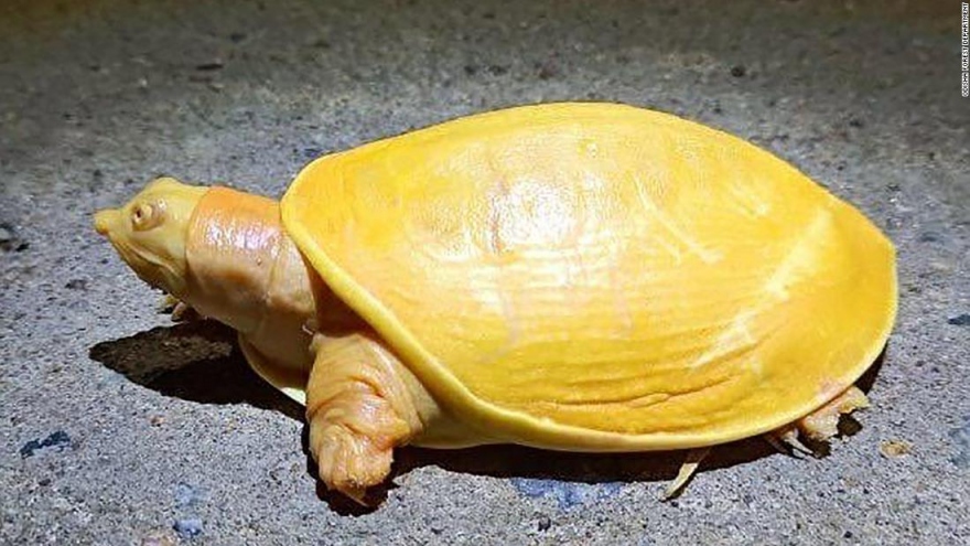 Chiêm ngưỡng chú rùa vàng bạch tạng cực hiếm ở Ấn Độ