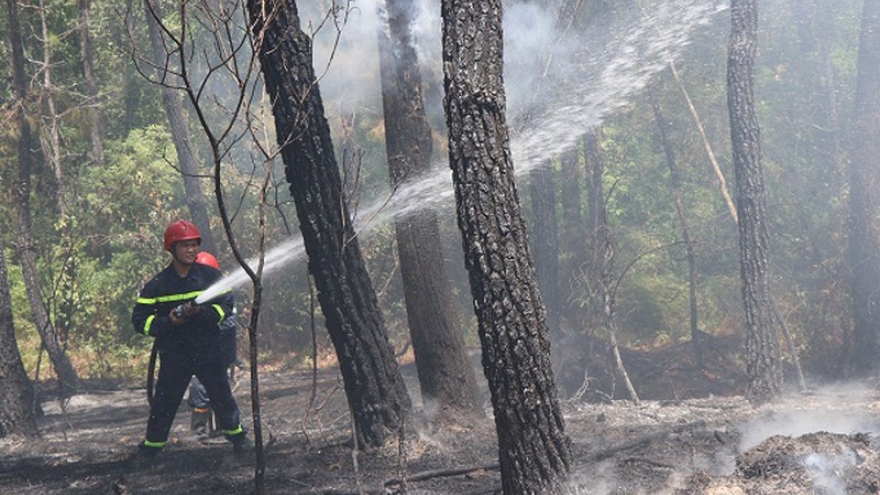 Thừa Thiên Huế kịp thời dập tắt vụ cháy rừng thông