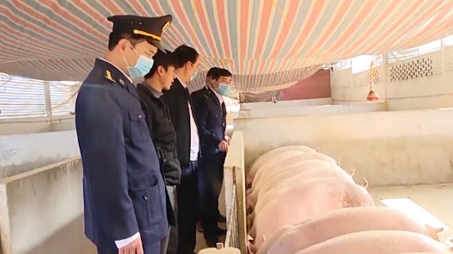 Huyện Phù Yên ( Sơn La) tái phát bệnh dịch tả lợn Châu Phi