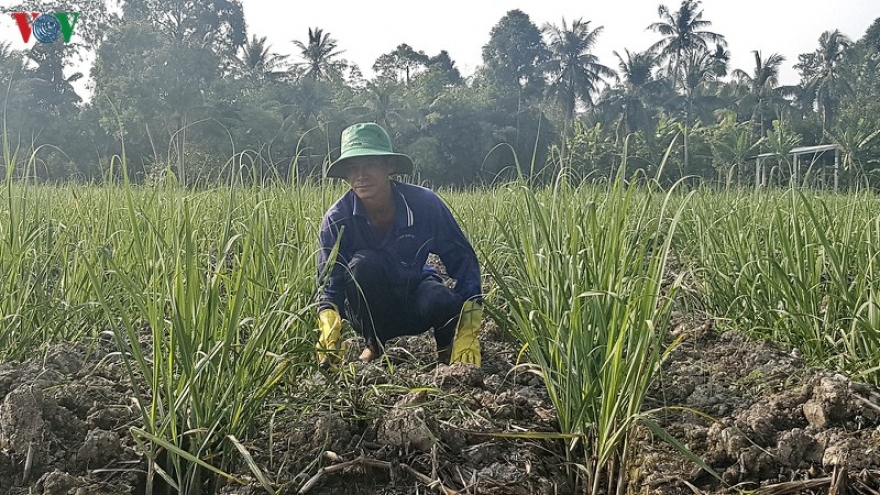 Thua lỗ nặng, nông dân Hậu Giang bỏ mía trồng cây khác