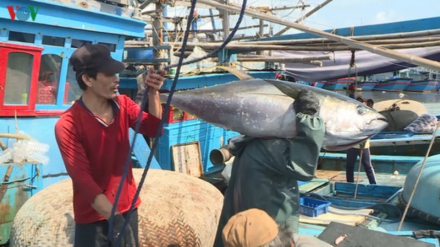 Thu nhập của ngư dân giảm do tổn thất sau thu hoạch cá ngừ
