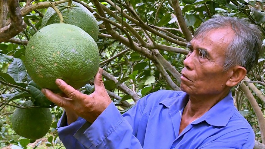 Nhà vườn Trà Vinh thu nhập cao nhờ sản xuất theo hướng hữu cơ an toàn