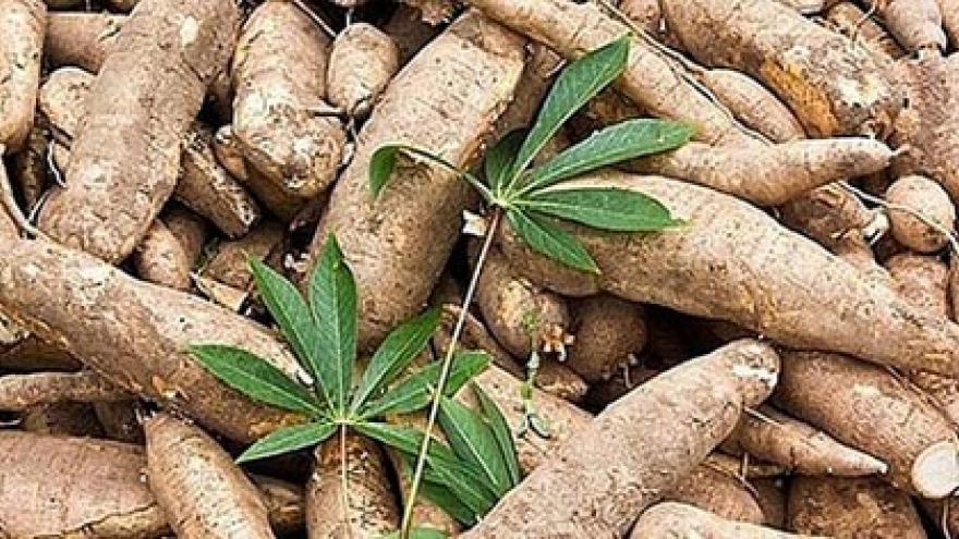 Cassava exports increase over seven-month period