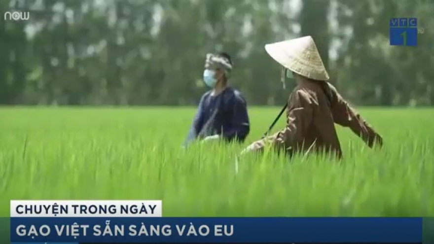 Gạo Việt sẵn sàng tiến bước vào EU