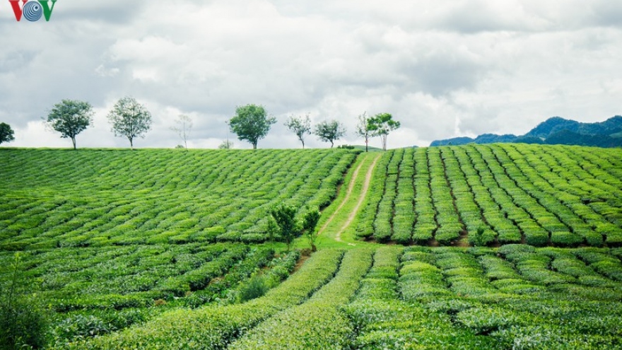 Du lịch Mộc Châu giải nhiệt cơn khát mùa hè