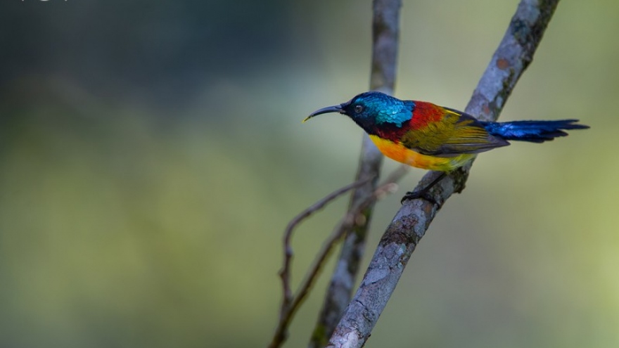 Ngắm những loài chim quý ở vườn quốc gia Hoàng Liên