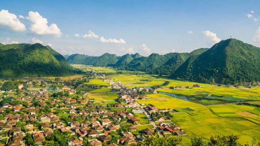 Bac Son rice fields turn yellow amid harvest season