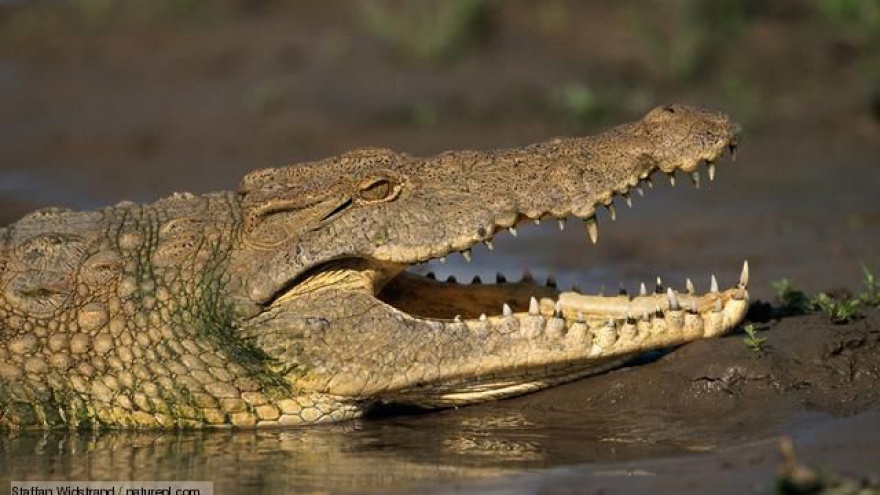 Video: Loài động vật khiến cá sấu sông Nile phải khiếp sợ