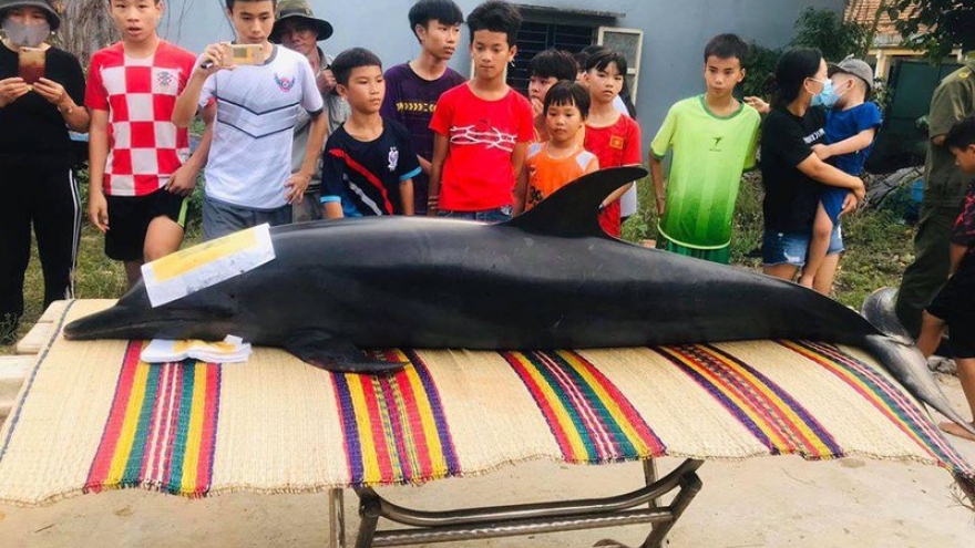 Ngư dân Quảng Nam chôn cất cá heo dài 2 mét